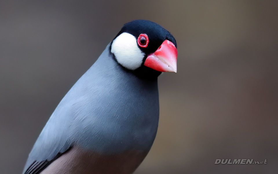 01 Java rice sparrow (Padda oryzivora)